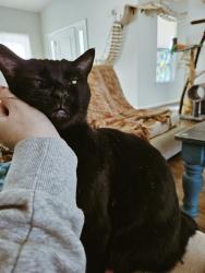 Lost Male Cat last seen Sgt Koehler Ct, Fort Bliss, TX 79906