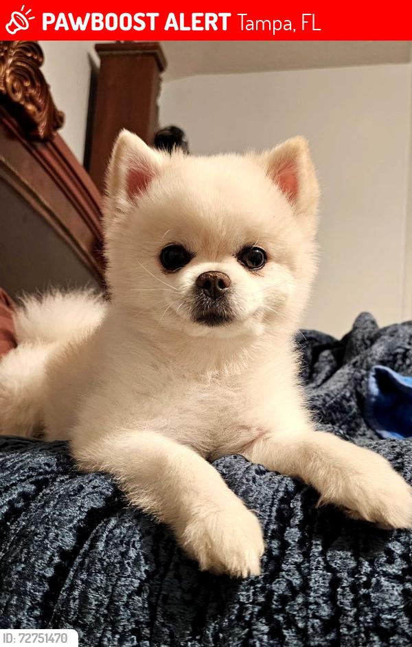 Lost Male Dog last seen Tampa Palms and Renwick Circle , Tampa, FL 33647
