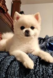 Lost Male Dog last seen Tampa Palms and Renwick Circle , Tampa, FL 33647