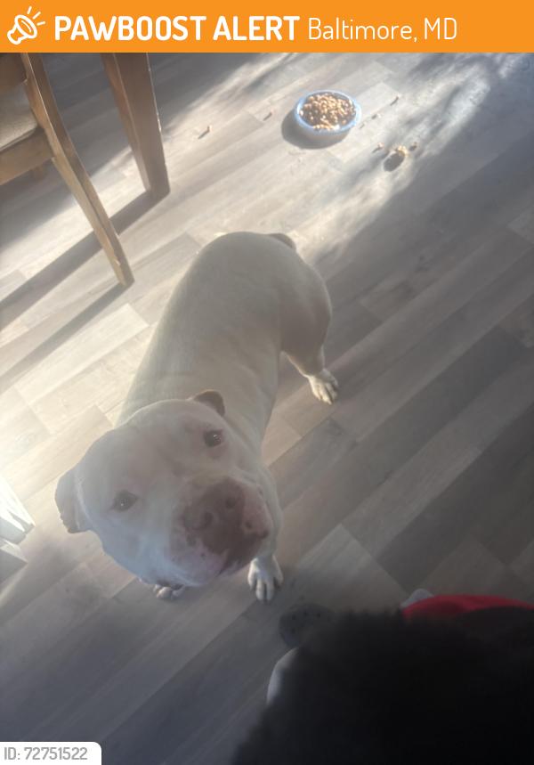 Found/Stray Male Dog last seen near Hoffman liquors , Baltimore, MD 21215