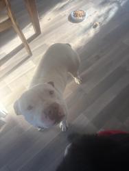 Found/Stray Male Dog last seen near Hoffman liquors , Baltimore, MD 21215
