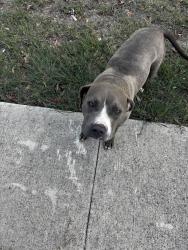 Found/Stray Female Dog last seen Millrock Pass, San Antonio, TX 78233