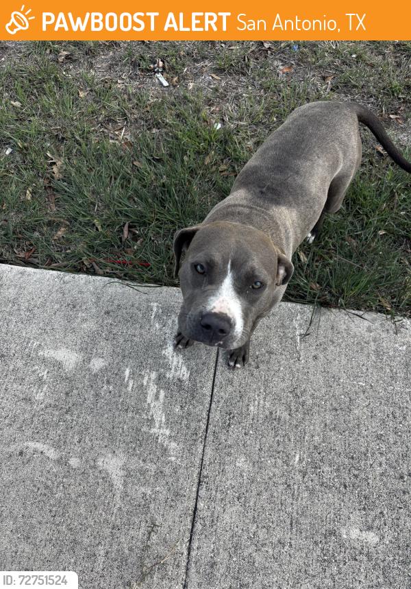 Found/Stray Female Dog last seen Millrock Pass, San Antonio, TX 78233