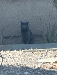 Found/Stray Unknown Cat last seen Laguna rd., Apple Valley, CA 92308