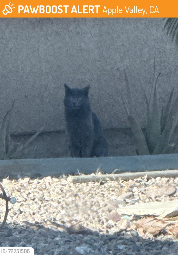 Found/Stray Unknown Cat last seen Laguna rd., Apple Valley, CA 92308