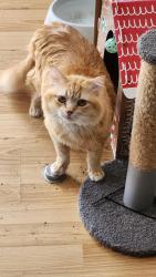 Found/Stray Male Cat last seen Windermere, dawnridge, Baldwin, cresthaven park, Roseville, CA 95678