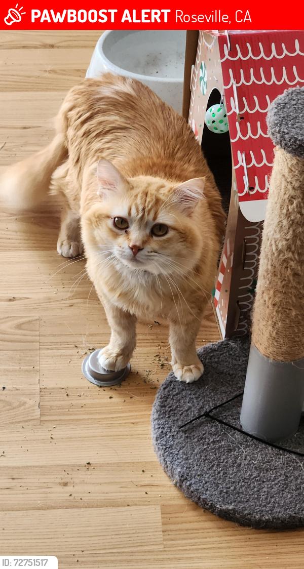 Found/Stray Male Cat last seen Windermere, dawnridge, Baldwin, cresthaven park, Roseville, CA 95678