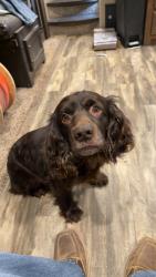 Lost Male Dog last seen Near sweetbrair rd, Greensboro, NC 27455