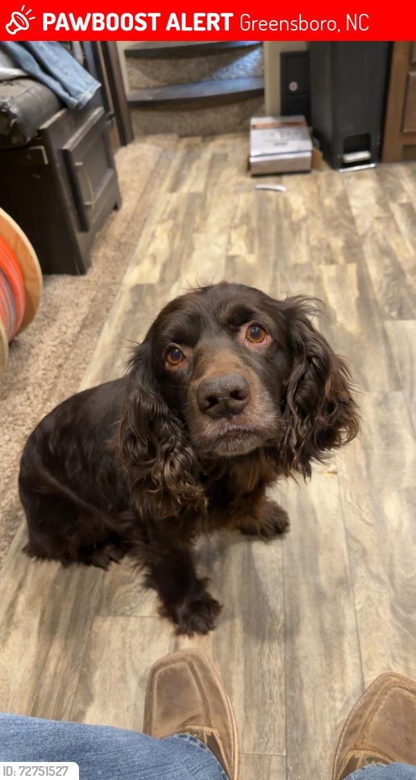 Lost Male Dog last seen Near sweetbrair rd, Greensboro, NC 27455