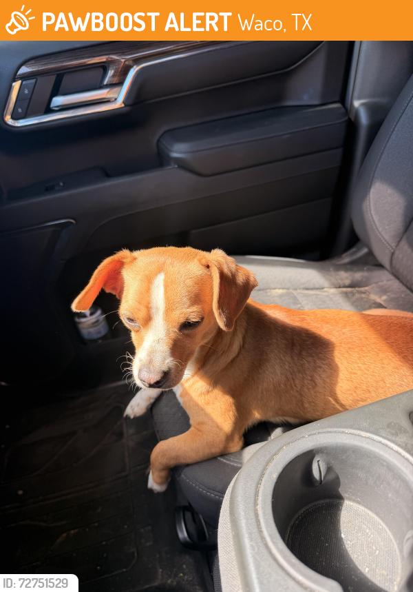 Found/Stray Male Dog last seen 12th st, Waco, TX 76706