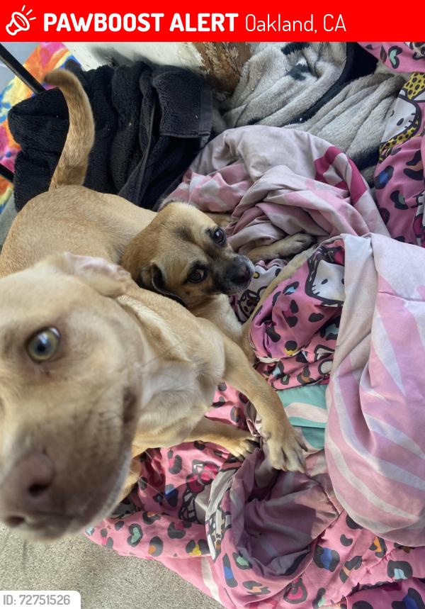 Lost Female Dog last seen 88th Ave , Oakland, CA 94621