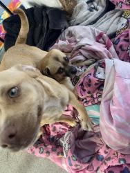 Lost Female Dog last seen 88th Ave , Oakland, CA 94621