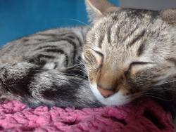 Lost Female Cat last seen Próximo ao celeste , Vila Celeste, SP 08597-040