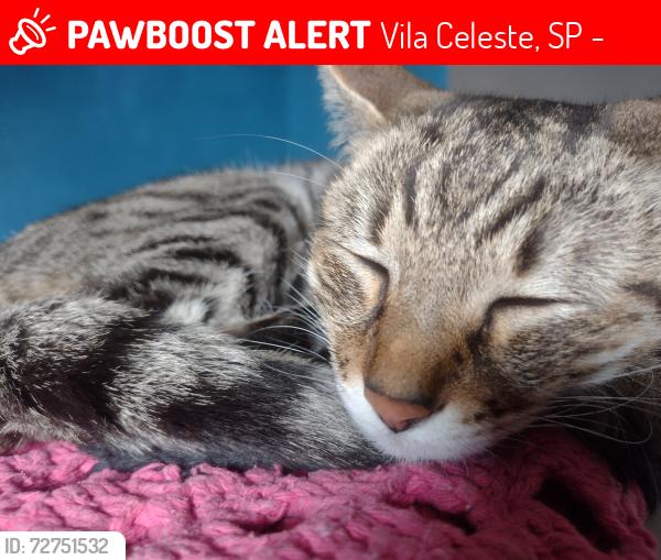 Lost Female Cat last seen Próximo ao celeste , Vila Celeste, SP 08597-040