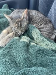 Found/Stray Male Cat last seen Rothwood to springvillage Trail, Spring, TX 77389