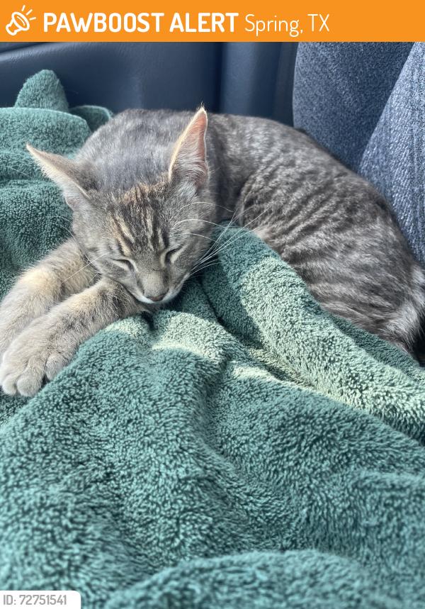 Found/Stray Male Cat last seen Rothwood to springvillage Trail, Spring, TX 77389