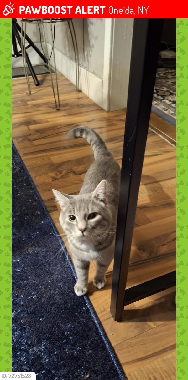 Lost Male Cat last seen e elm st oneida ny 13421, Oneida, NY 13421