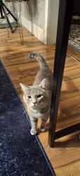 Lost Male Cat last seen e elm st oneida ny 13421, Oneida, NY 13421