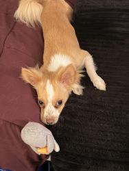 Lost Female Dog last seen Chase park, Los Angeles, CA 91402