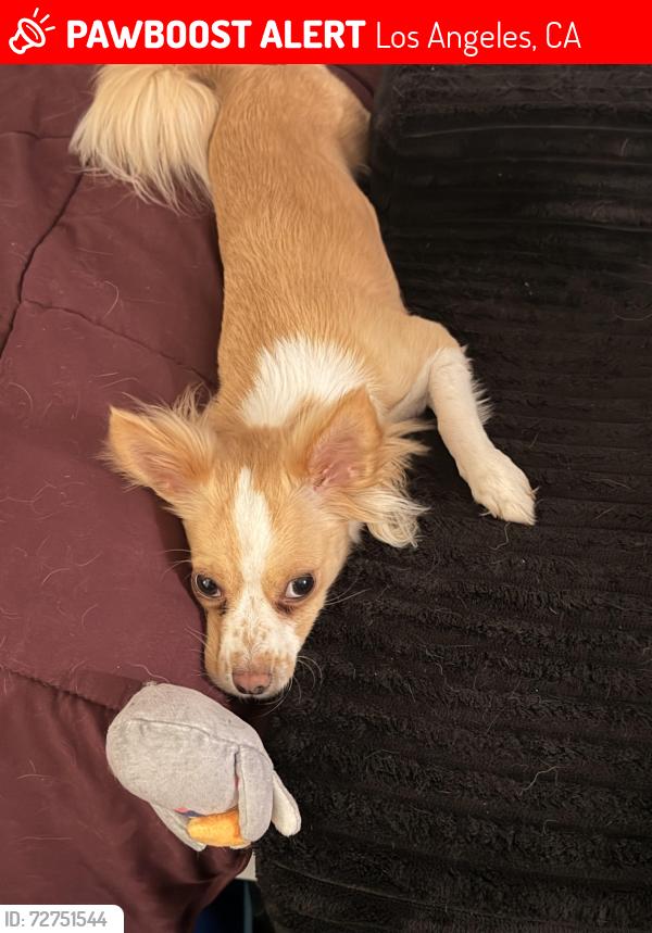 Lost Female Dog last seen Chase park, Los Angeles, CA 91402