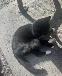 Found/Stray Unknown Cat last seen 201a street and 49a Ave, Langley Township, BC 
