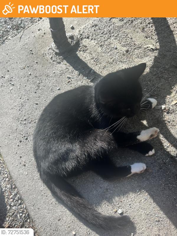 Found/Stray Unknown Cat last seen 201a street and 49a Ave, Langley Township, BC 