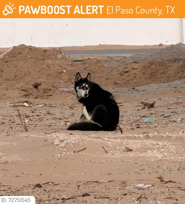 Found/Stray Unknown Dog last seen Lecompte by empty white , El Paso County, TX 79928