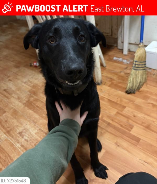 Lost Male Dog last seen Riverview, East Brewton, AL 36426