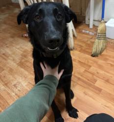 Lost Male Dog last seen Riverview, East Brewton, AL 36426