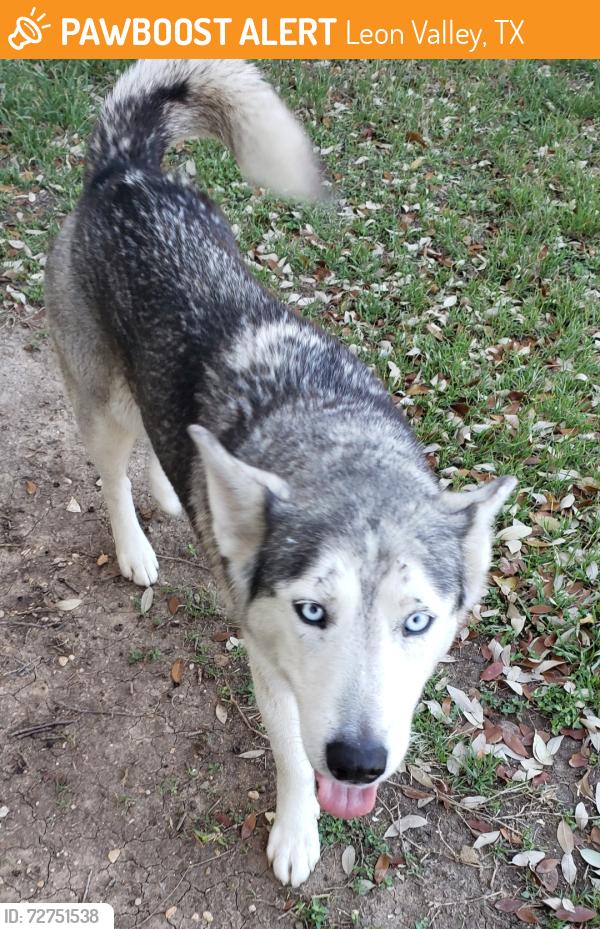 Found/Stray Female Dog last seen Huebner rd, Leon Valley, TX 78238