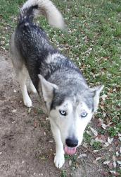 Found/Stray Female Dog last seen Huebner rd, Leon Valley, TX 78238