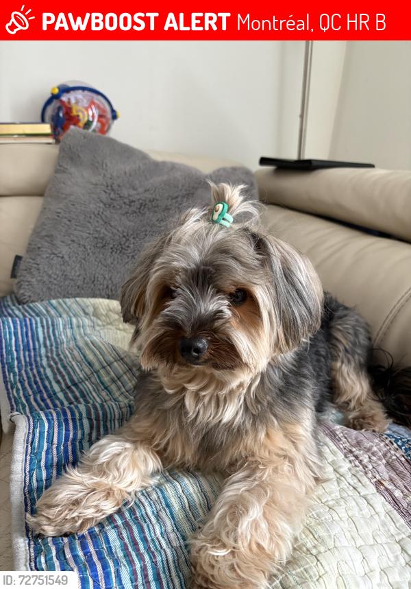 Lost Male Dog last seen On the street , Montréal, QC H4R 3B1