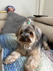 Lost Male Dog last seen On the street , Montréal, QC H4R 3B1