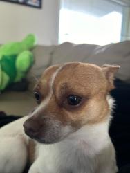 Lost Male Dog last seen near municipal elementary, Roy, UT 84067