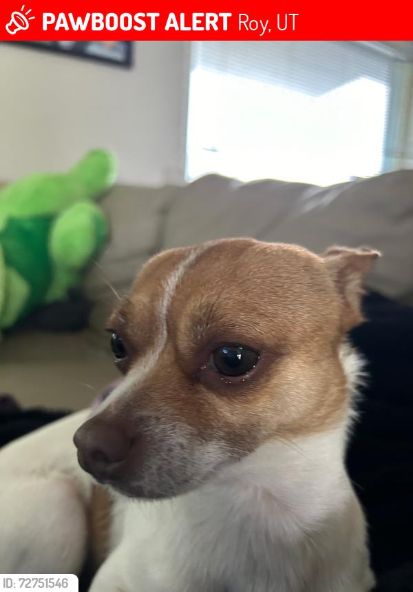Lost Male Dog last seen near municipal elementary, Roy, UT 84067