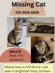 Lost Male Cat last seen Near Cross Blossom Rd. Durham, NC 27703, Durham, NC 27703