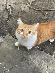 Lost Male Cat last seen Hamilton and Holt, Pomona, CA 91766