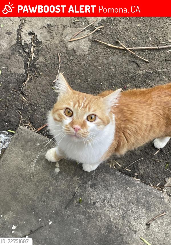 Lost Male Cat last seen Hamilton and Holt, Pomona, CA 91766
