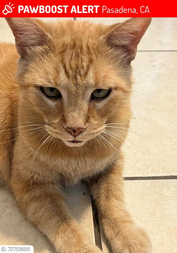 Lost Male Cat last seen across from Sunnyslope Park; Paloma St & N Sunnyslope Ave, Pasadena, CA 91107