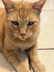 Lost Male Cat last seen across from Sunnyslope Park; Paloma St & N Sunnyslope Ave, Pasadena, CA 91107
