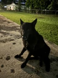 Lost Female Dog last seen Krome and 296th street, Homestead, FL 33030