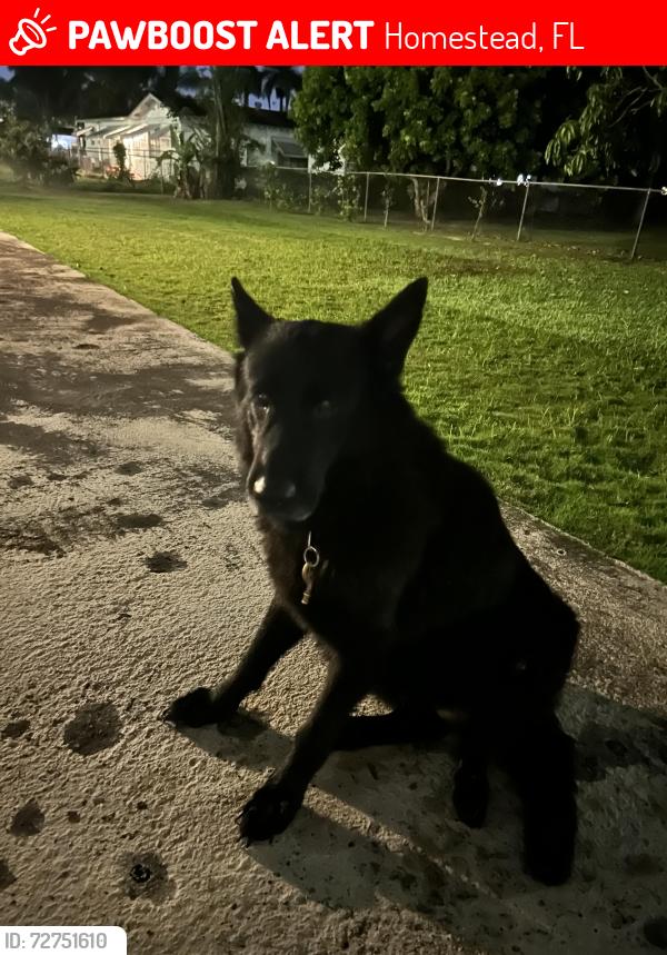 Lost Female Dog last seen Krome and 296th street, Homestead, FL 33030