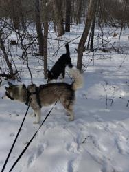 Lost Male Dog last seen Near Market St, Chattanooga, TN 37402, Chattanooga, TN 37402