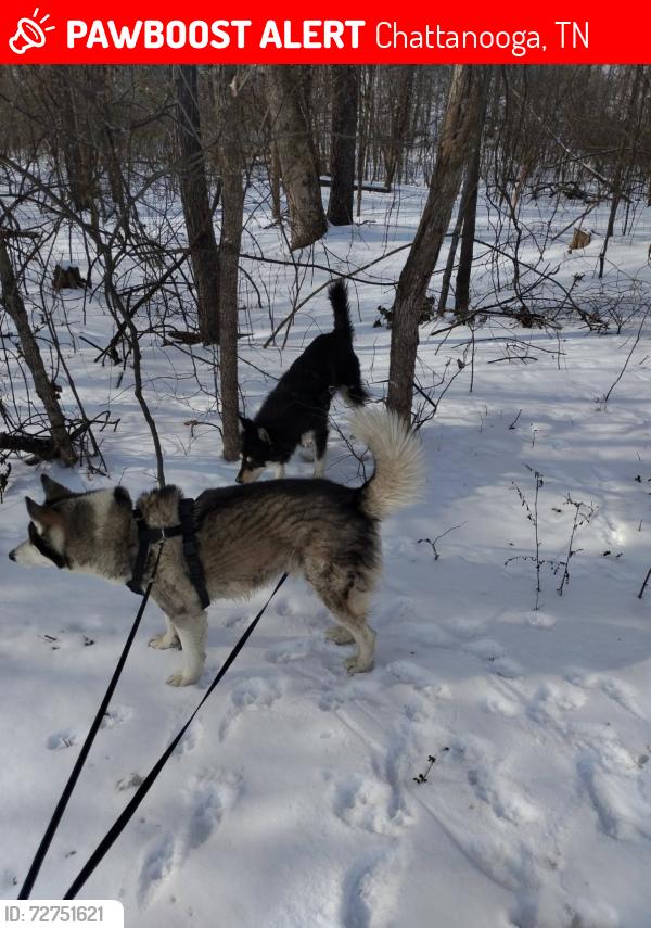 Lost Male Dog last seen Near Market St, Chattanooga, TN 37402, Chattanooga, TN 37402