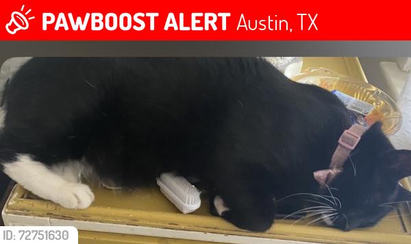 Lost Male Cat last seen Near malvern hill dr, Austin, TX 78745