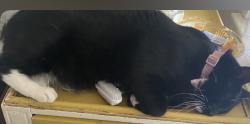 Lost Male Cat last seen Near malvern hill dr, Austin, TX 78745
