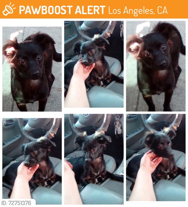 Found/Stray Male Dog last seen 7/11 & motel 8 on huntingtont, Los Angeles, CA 90032