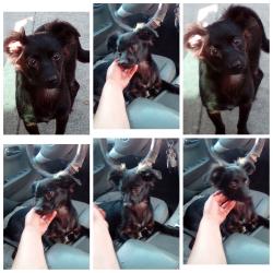 Found/Stray Male Dog last seen 7/11 & motel 8 on huntingtont, Los Angeles, CA 90032