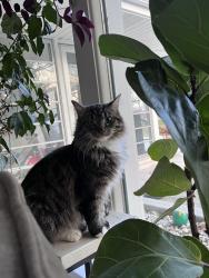 Lost Male Cat last seen Appleton ave and main st, Menomonee Falls, WI 53051