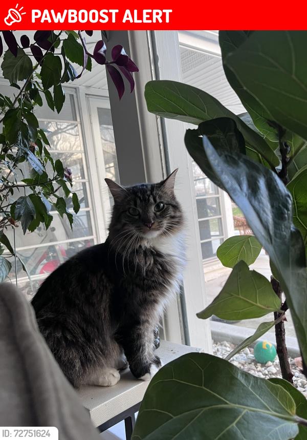 Lost Male Cat last seen Appleton ave and main st, Menomonee Falls, WI 53051